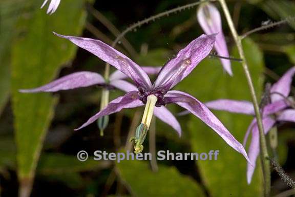 epimedium fargesii 3 graphic